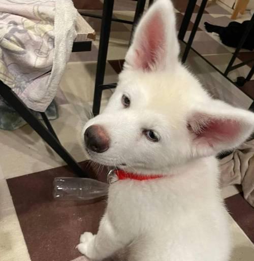 急救秋田犬休克与衰竭（宠物急救知识分享，让爱心不再无助）