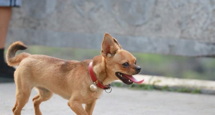 迷你杜宾犬憋不住尿怎么办？（教你养护迷你杜宾犬，告别尿失禁的困扰）