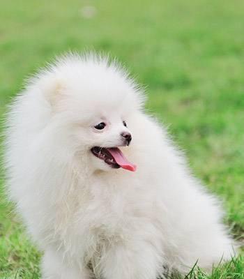 如何训练博美犬室外排便（简单有效的训练方法）