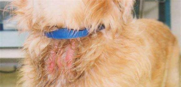 如何防止沙皮犬感染蠕形螨（宠物养护必备，保护毛孩健康）