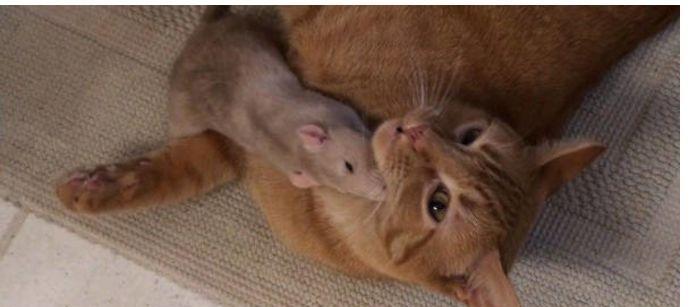 宠物小猫是否具备抓老鼠本领？（探究小猫在一个月内是否能学会抓老鼠，以及需要注意的细节。）