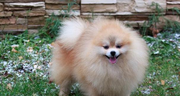为什么我的博美犬一直打喷嚏？（探究博美犬持续打喷嚏的原因及应对方法）