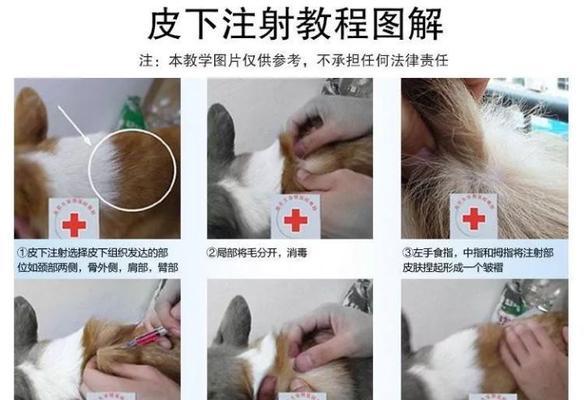 如何正确为约克夏犬美容（从洗澡到修剪，让你的宠物更加迷人）