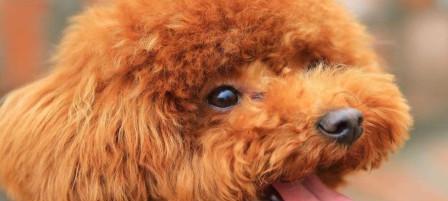 如何给泰迪犬清洁牙齿？（宠物口腔保健从我做起）