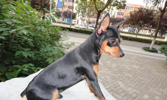 迷你杜宾犬的喂养（从宠物到家人，让迷你杜宾犬健康成长）
