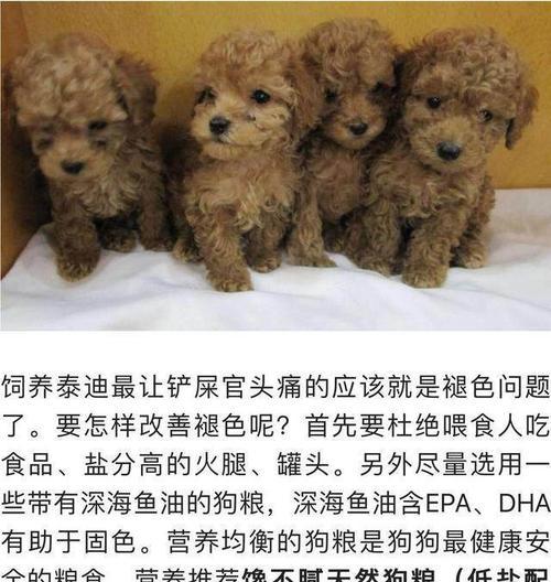 贵宾和泰迪的误区解析