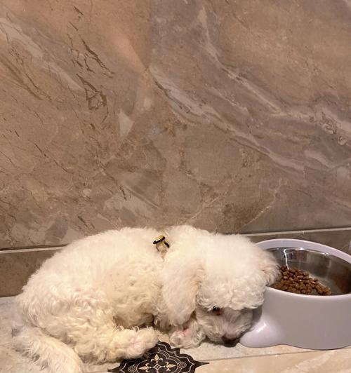 比熊犬刚出生能洗澡吗？（毛绒绒的小生命需要特别呵护）