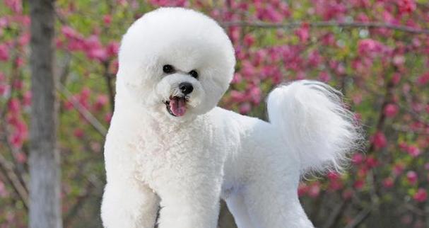 比熊犬的训练技巧（以宠物为主，让你的比熊犬成为最优秀的伴侣）