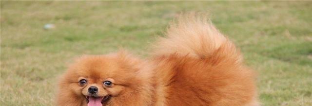 如何饲养健康快乐的博美犬（养博美犬需要注意哪些事项？）