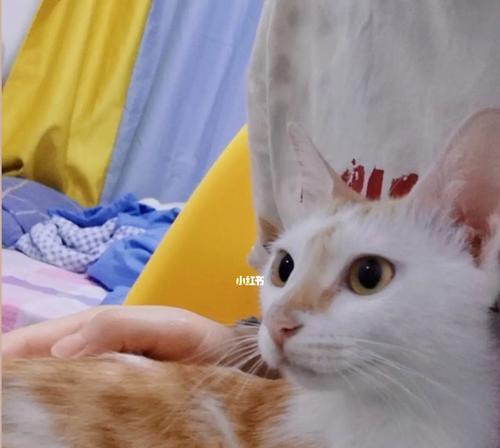 拯救一个生命，领养一只猫咪（宠物领养平台，让猫咪回家）