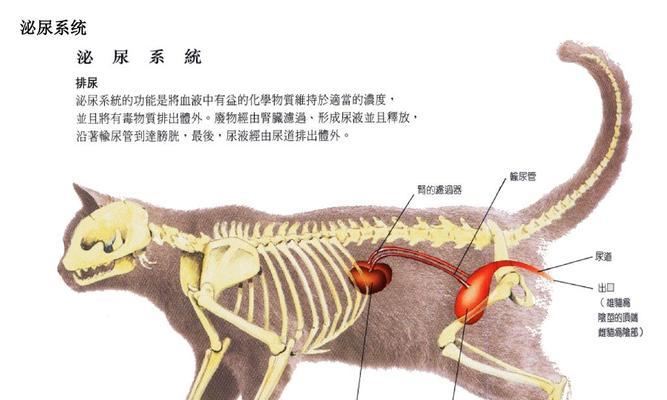 狗狗耳朵结构解析（一图解析狗狗耳朵结构，让宠物更健康）