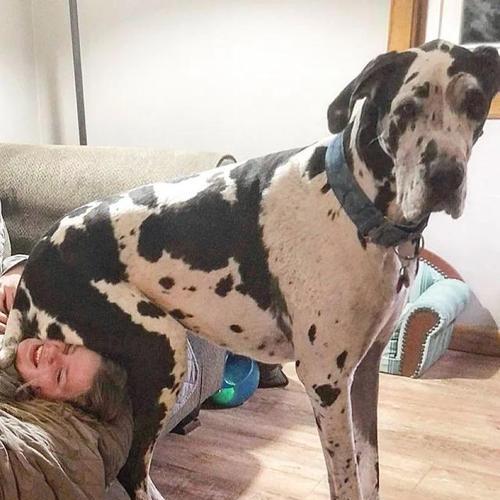 如何养大丹犬？（注意事项与犬种特点）