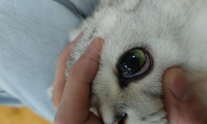 小猫多眼屎该如何处理？（解决小猫眼屎问题的方法及注意事项）
