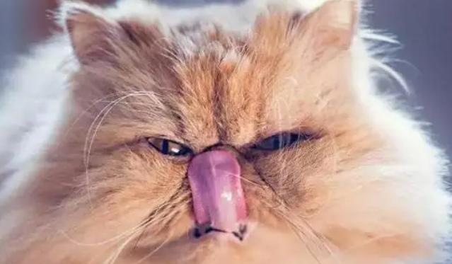 如何处理宠物猫感冒打喷嚏的问题（治疗猫咪感冒的方法与注意事项）