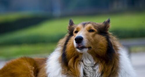 如何给苏格兰牧羊犬修剪指甲