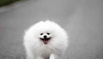 博美犬偏食的危害（如何避免博美犬偏食现象）