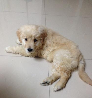 如何给3个月半月大的金毛犬喂食？（金毛犬的饮食需求及狗粮量、如何选择合适的狗粮、注意事项等）