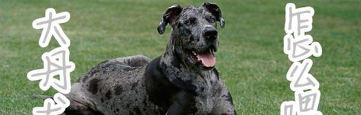 如何让大丹犬不再挑食？（以宠物为主，实用经验分享）