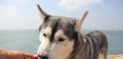 哈士奇两个月该吃什么？（宠物养护必读，了解合理饮食）