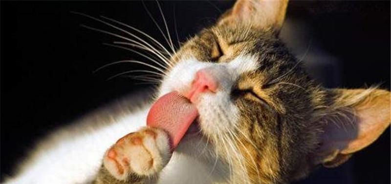 小猫可以舔毛吃猫粮吗？（探究小猫舔食行为的原因及适宜年龄）
