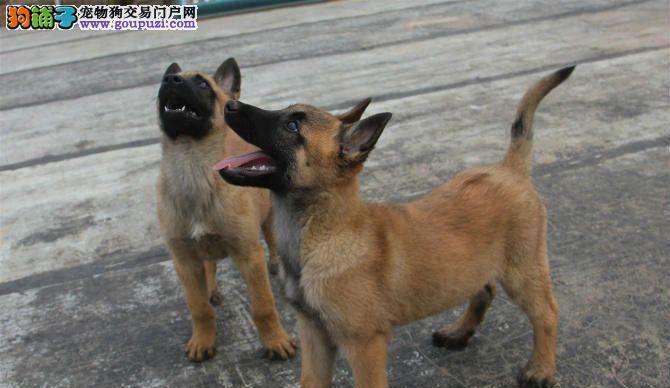 宠物驱虫指南（以马犬多久驱虫驱虫要素要谨记）