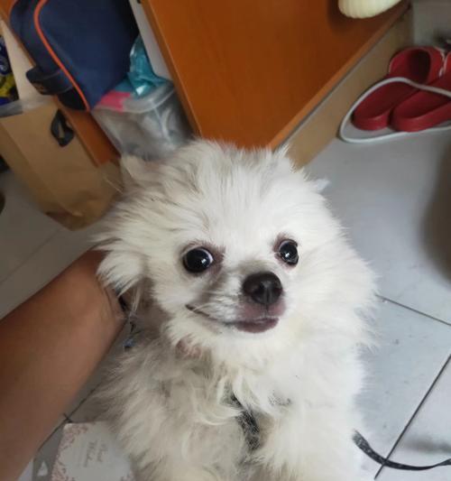 解决博美犬便秘问题的方法（掌握宠物日常护理，让博美犬身体健康）