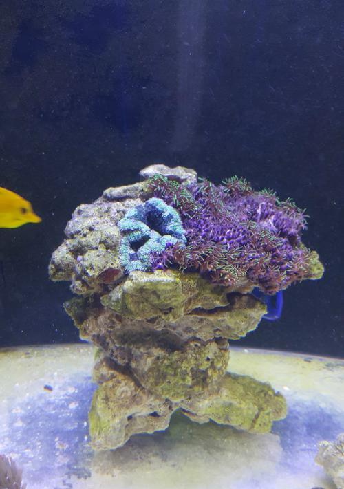 如何科学饲养白尾吊（全面解析白尾吊的饲养方法，让你的爱宠更健康）