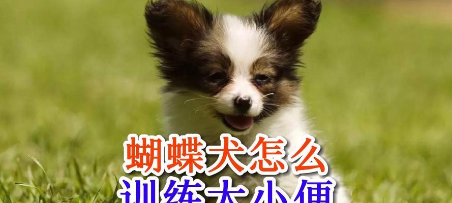 如何训练你的狗狗大小便？（掌握正确的训练技巧，让狗狗健康洁净）