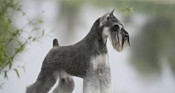 雪纳瑞的喂养指南（让你的爱犬健康成长）