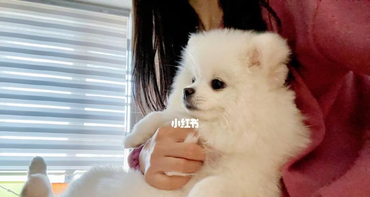 如何进行博美犬的洗澡美容和日常护理