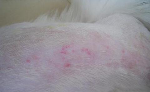 狗狗皮肤病，快速愈合的方法（为您的爱犬带来健康快乐的生活）