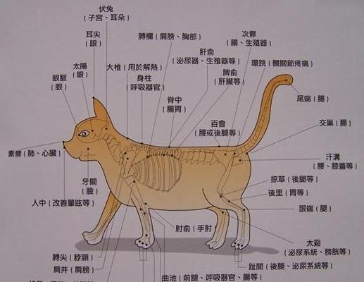 如何正确饲养凯安梗？（关键在于注意这些细节）