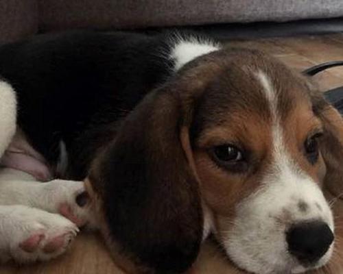 为什么比格犬老是舔手脚？（探寻比格犬常见行为习惯，）
