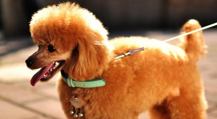 如何照顾您的贵宾犬（如何照顾您的贵宾犬）