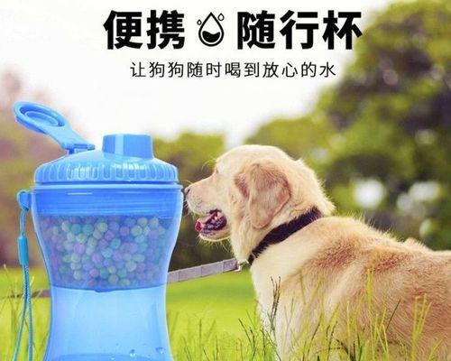 泰迪狗训练指南（从基础到高级的训练技巧，助您训练一只听话的泰迪狗）