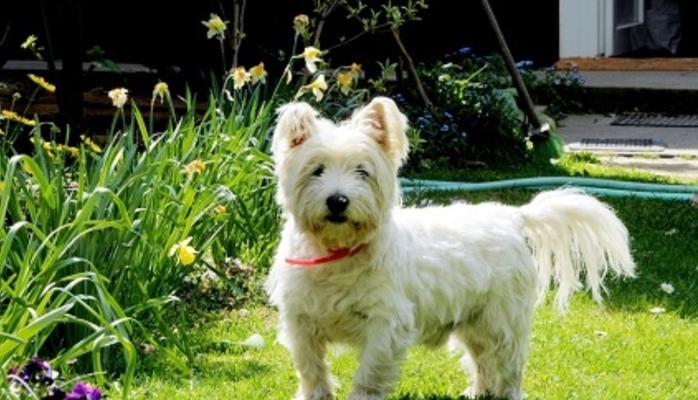 探究“以柴犬模仿”的凯恩梗犬来源史（从日本狗界“网红”到全球萌宠，柴犬带来的希望和挑战）