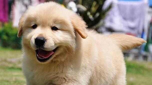 如何训练金毛犬出门跟人走（金毛犬散步训练方法及注意事项）