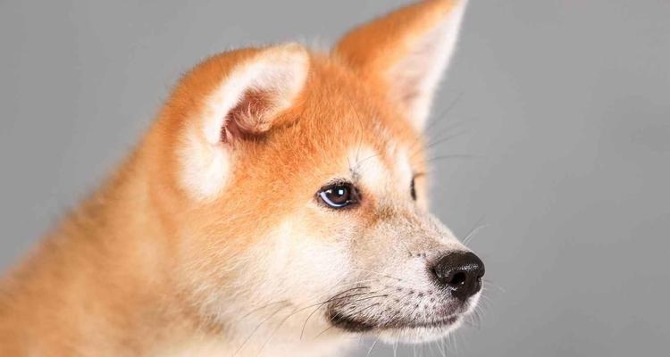 购买宠物狗的费用及注意事项（探究养狗所需费用与品种影响因素，选狗须知事项一览）