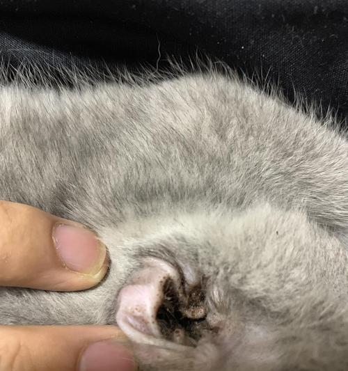 猫咪脸上小白粒的原因分析（探究猫咪面部小白粒的成因及治疗方法）