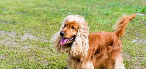 以美国可卡犬为主题的饲养方法（了解如何养护你的可爱宠物，做一个负责任的主人）
