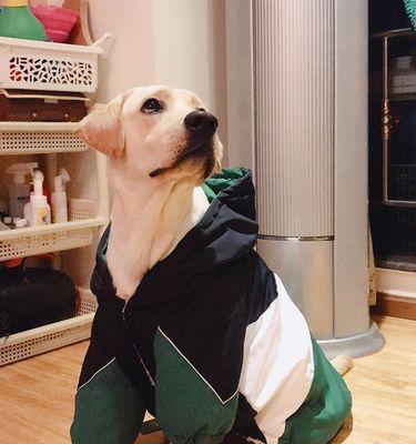 金毛犬和拉布拉多的差异（从宠物的外观、性格、护理等方面对比两种犬种）