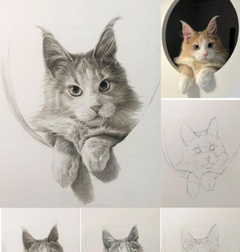 猫咪，你了解多少？（一起来认识这个优雅的小生物）