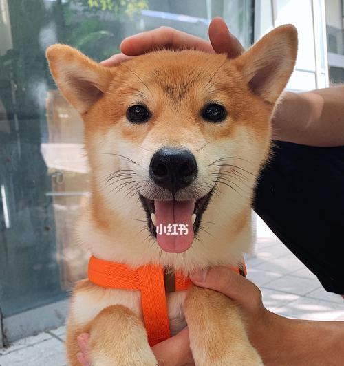 揭秘柴犬为何经常流眼泪！（从宠物健康的角度看待柴犬流泪问题）