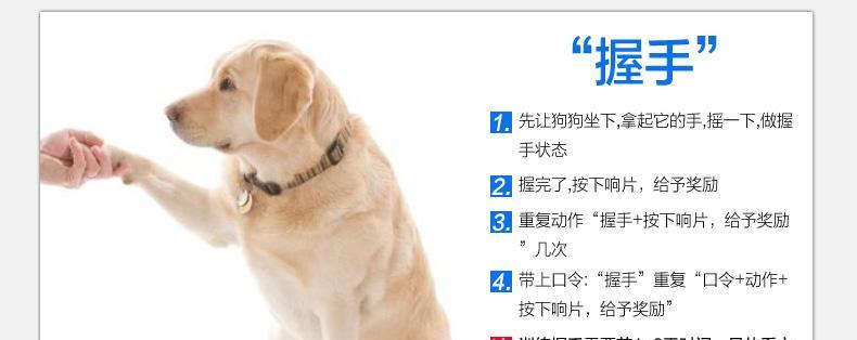 如何训练可蒙犬不乱叫（以宠物为主，让你的狗狗不再吵闹）