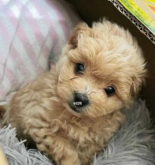 博美幼犬回家不停叫，如何解决？（解析博美幼犬不停叫的原因及应对方法）