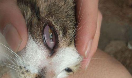 猫咪眼睛内眼皮上的小泡，应该怎么处理？（宠物护理技巧，帮助猫咪消除小泡）