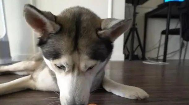 贵宾犬的饮食探秘（鸡蛋是贵宾犬的好伙伴——探究贵宾犬能否食用鸡蛋）