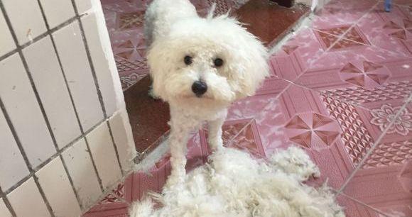 如何有效预防比熊掉毛？（宠物主人必看的防掉毛攻略！）