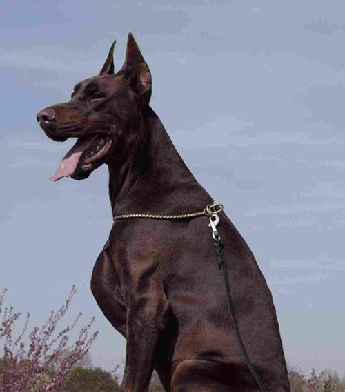 杜宾犬-男生养宠物的首选（性格、特点和培养方式）