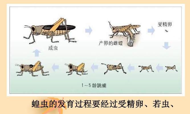银曼龙的饲养技巧（了解银曼龙，让你的宠物更健康）
